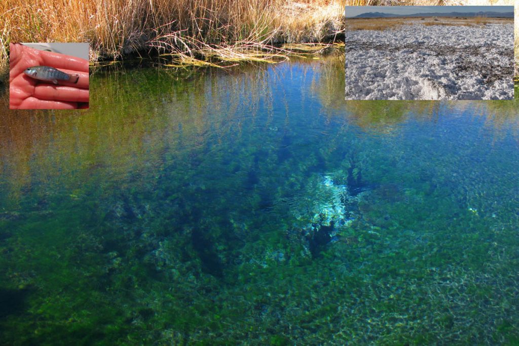 Ash Meadows Wetland Restoration