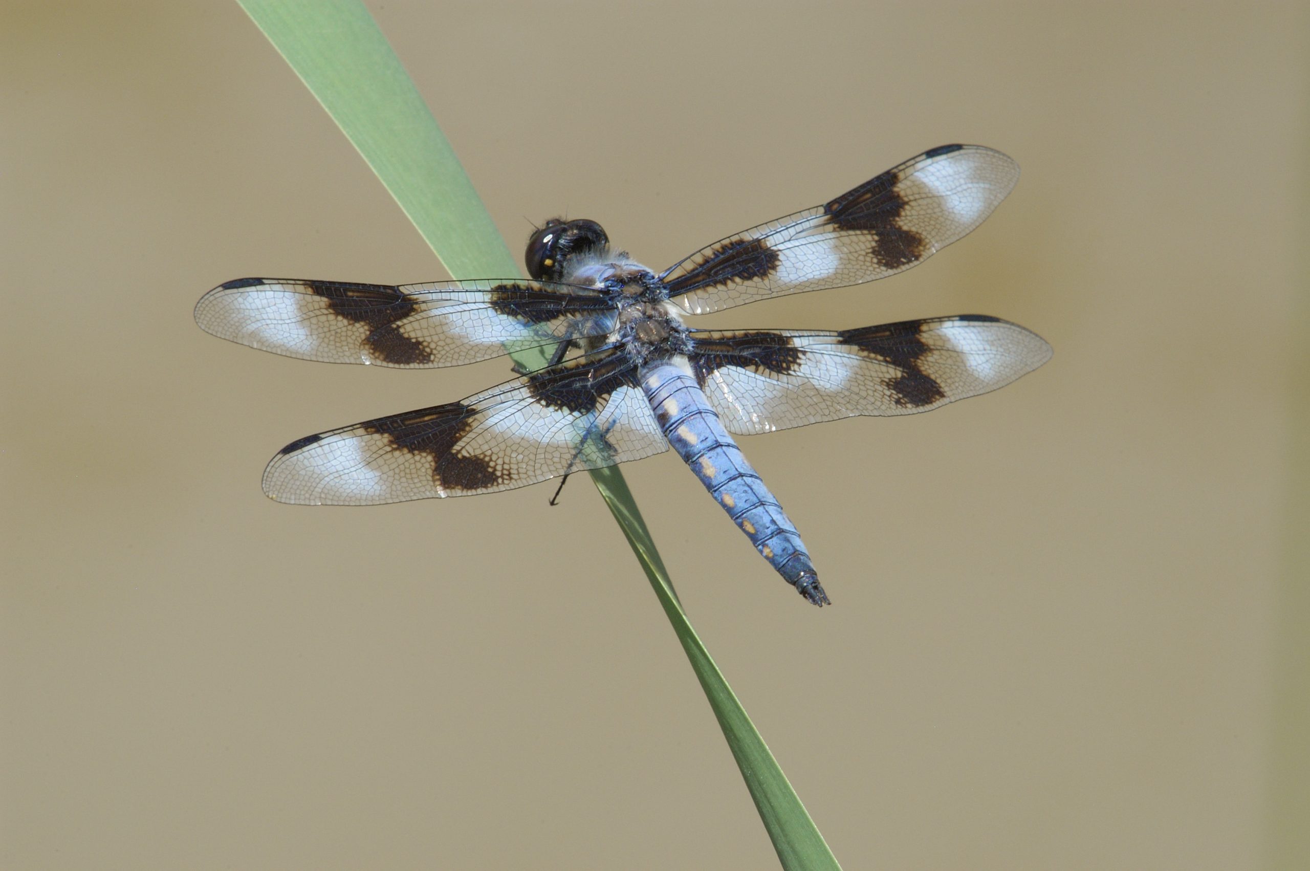 Dragonfly perched on leaf, Tyler Allred