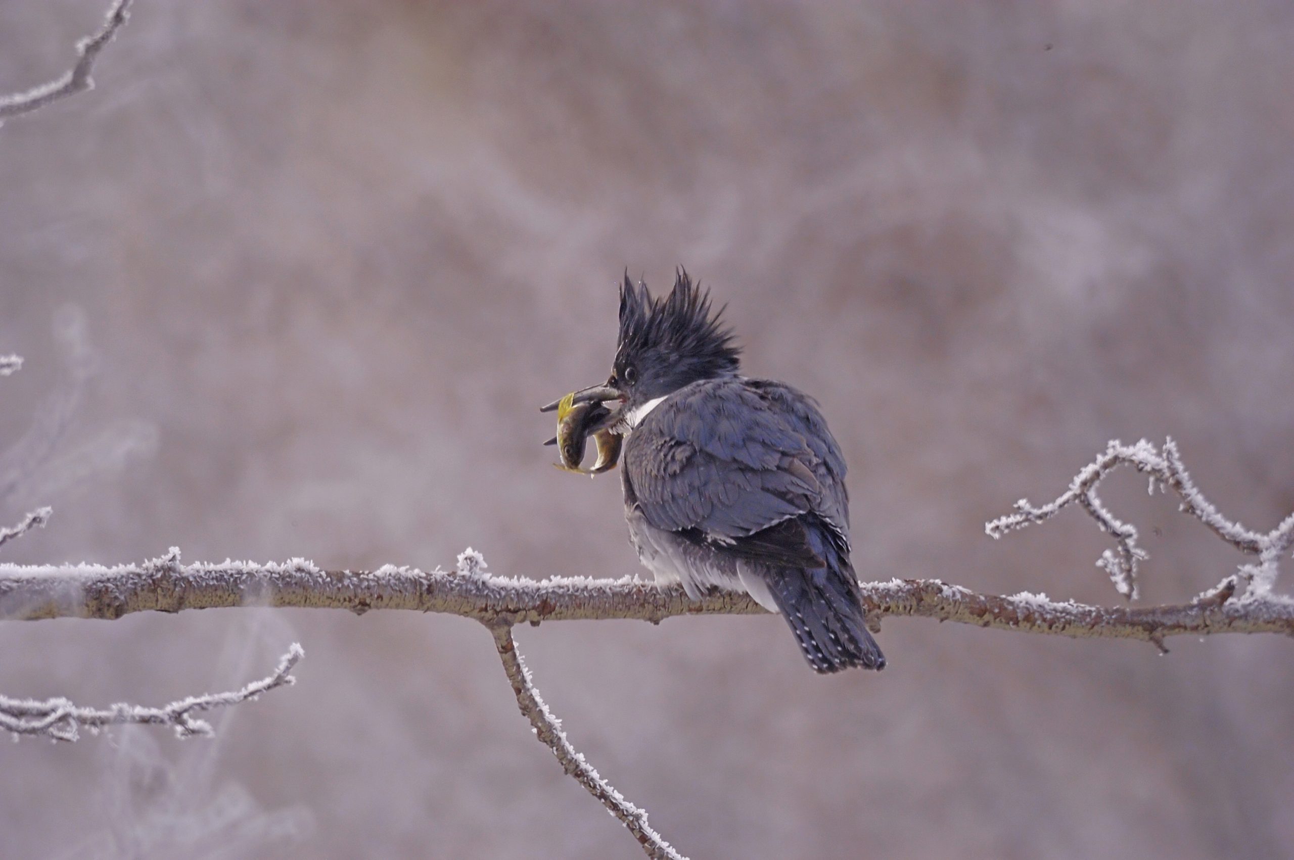 Kingfisher perched in tree with fish, Tyler Allred