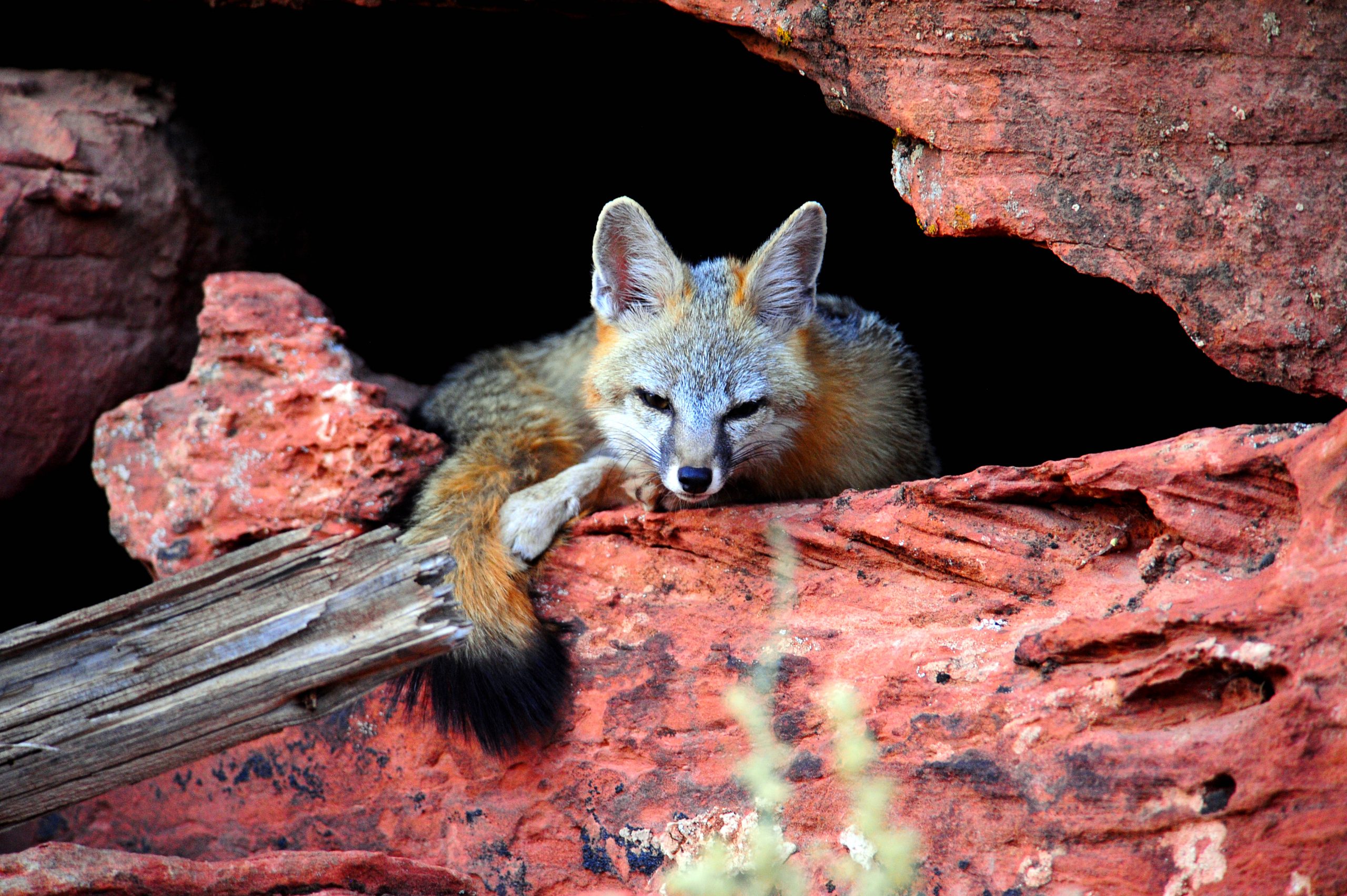 Grey fox lying on red rock, Tyler Allred