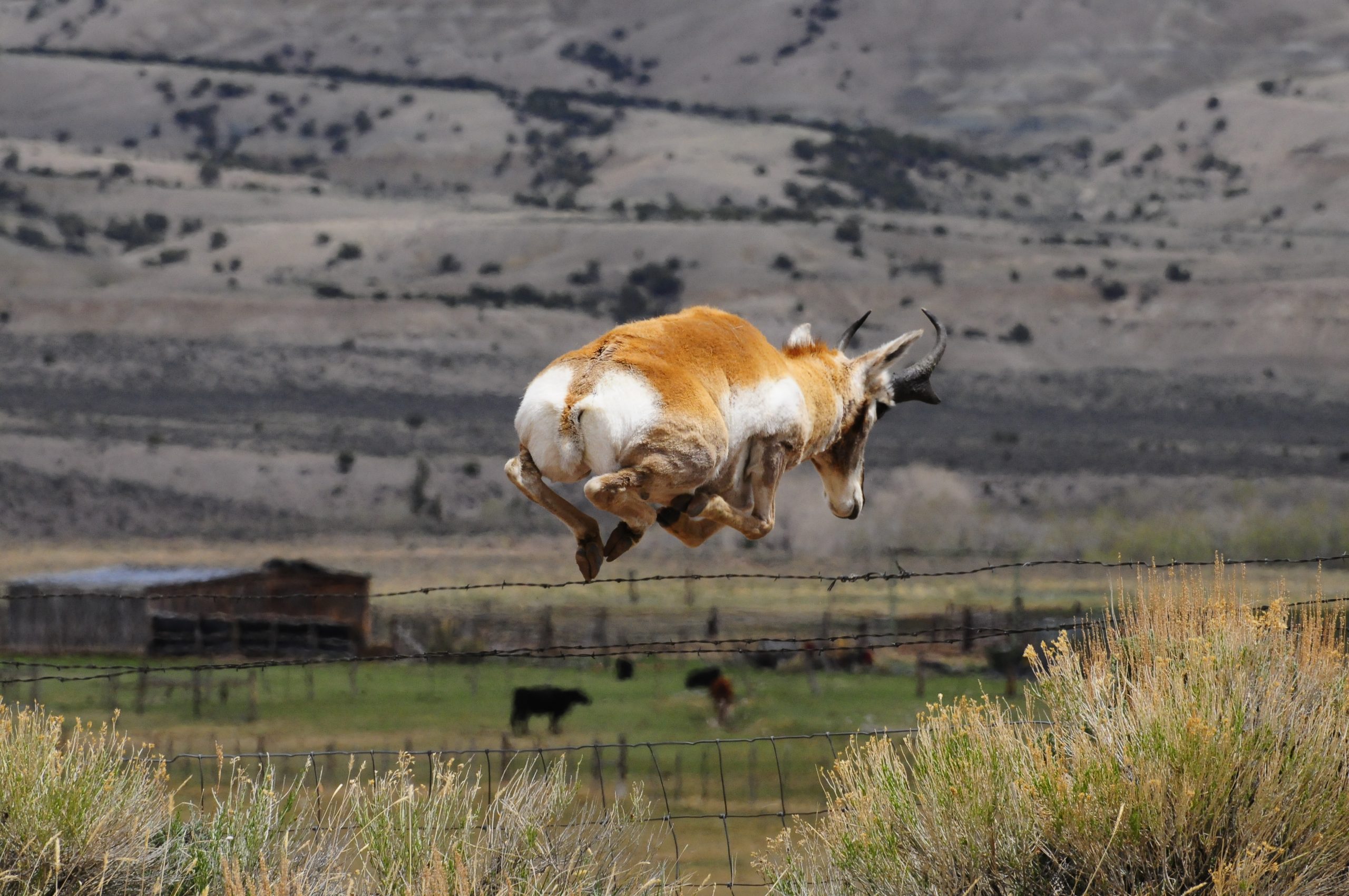 Pronghorn antelope leaping over fence, Tyler Allred