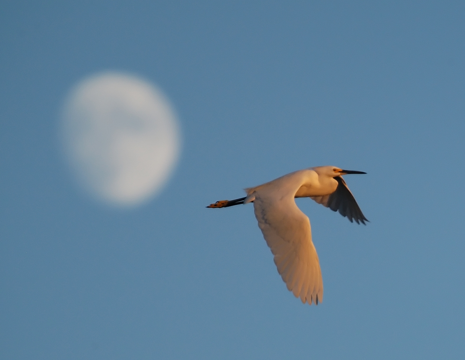 Crane flying in front of moon, Tyler Allred