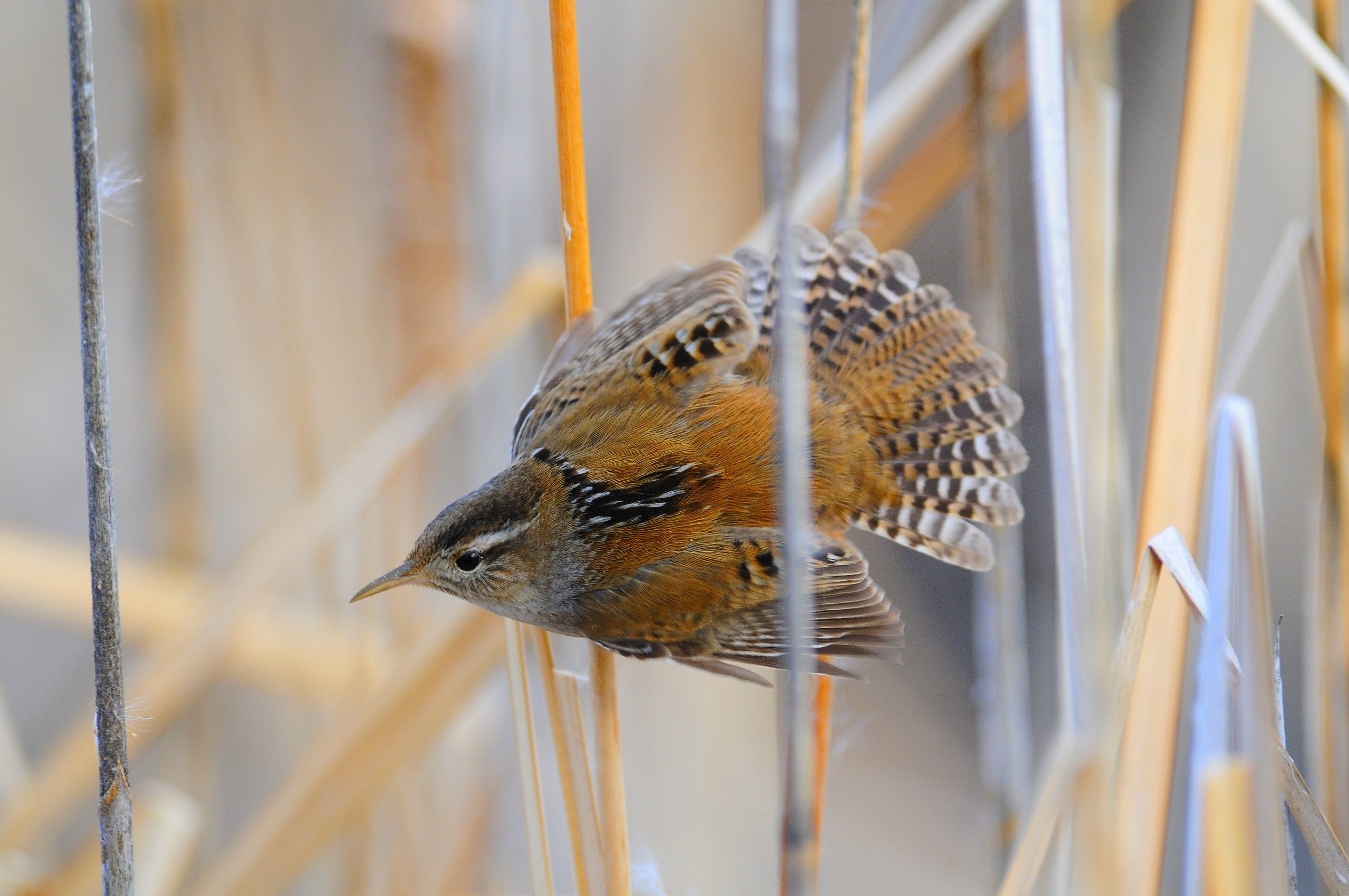 Bird perched in reeds, Tyler Allred