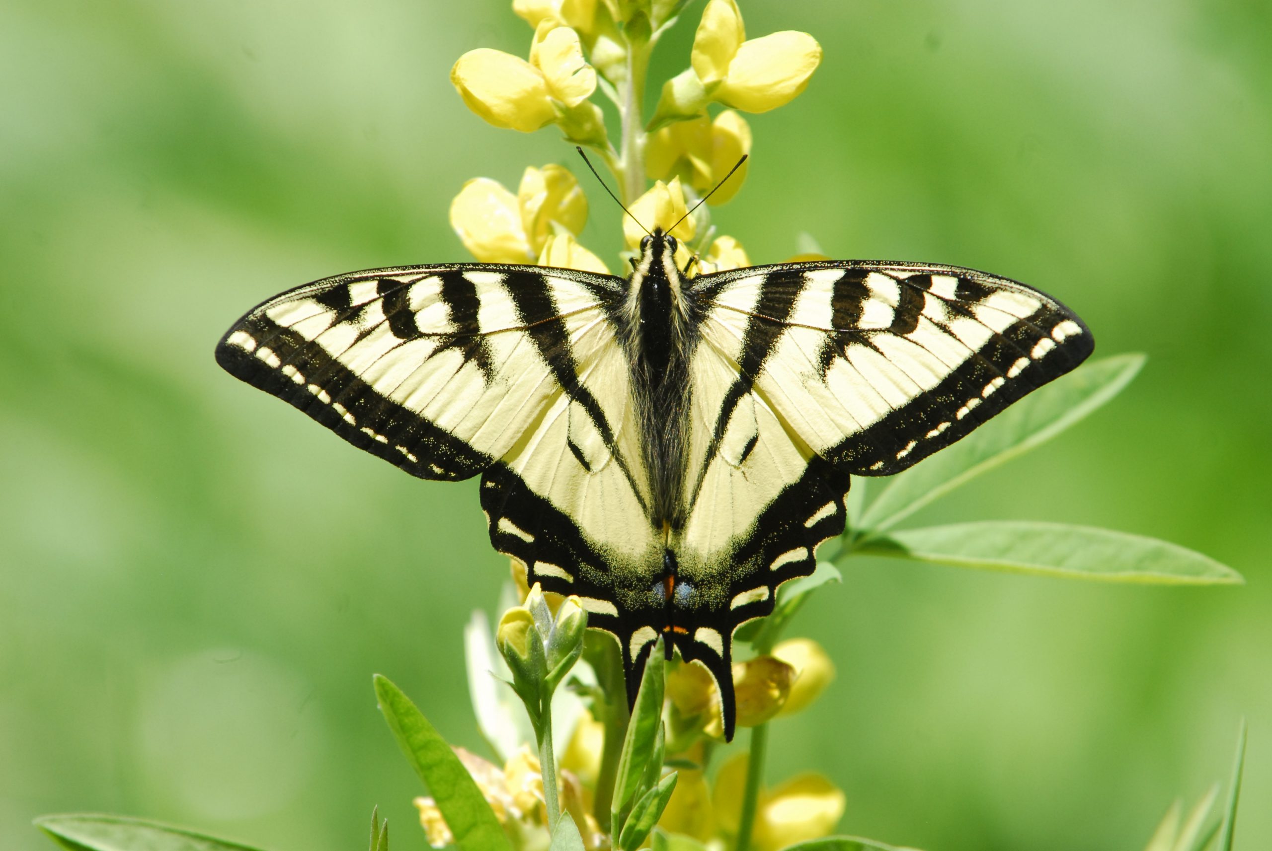 Tiger swallowtail butterfly perched on flower, Tyler Allred