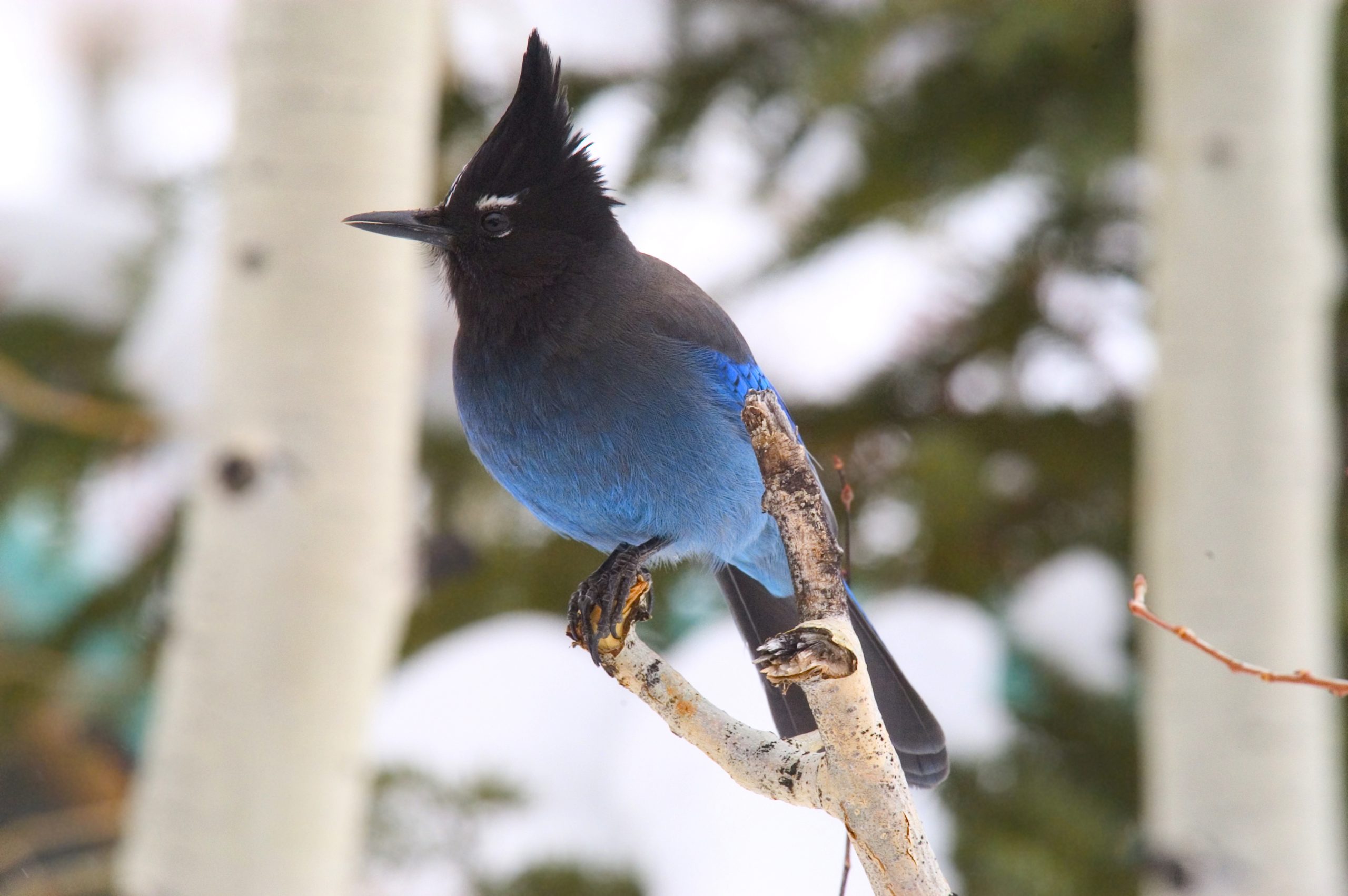 Blue jay perched on branch, Tyler Allred