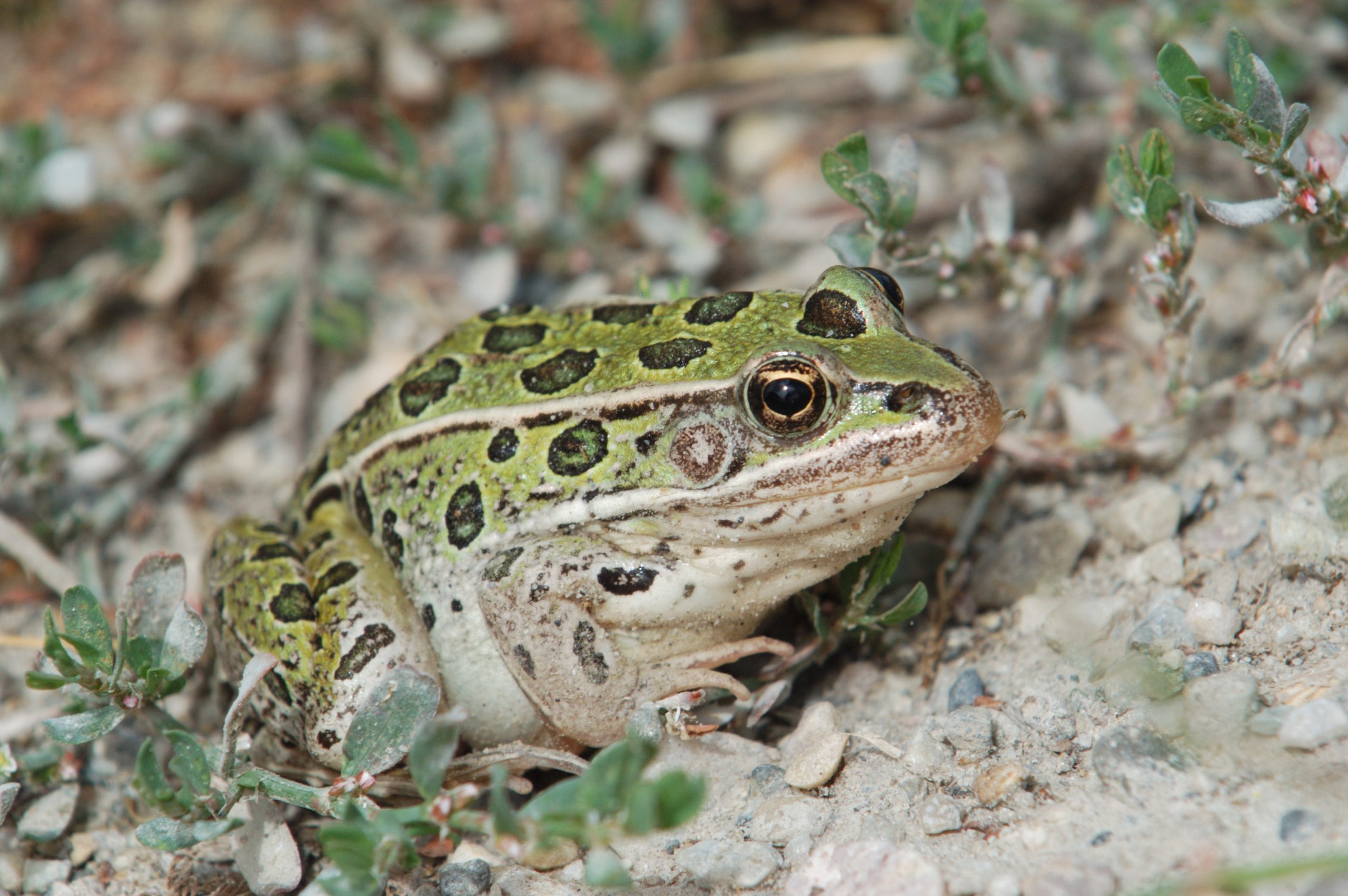 Northern leopard frog, Tyler Allred