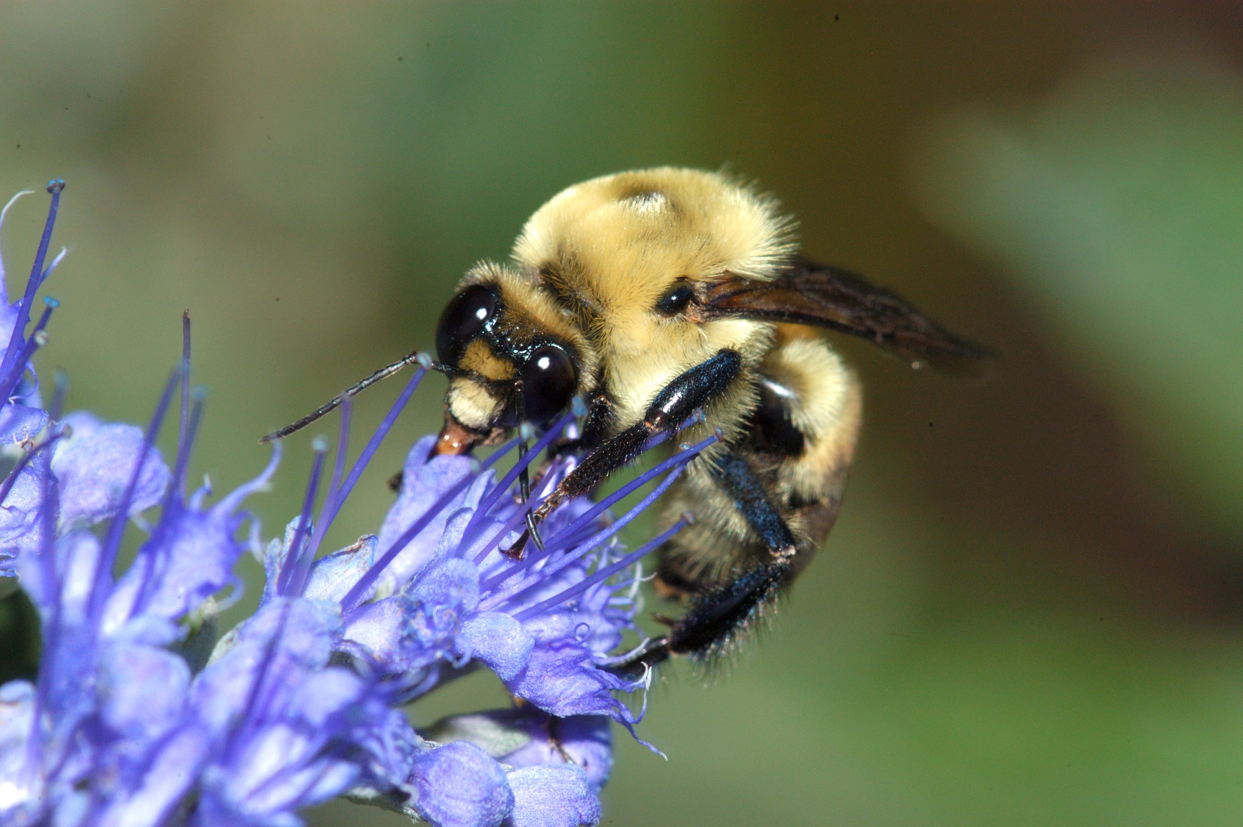 Bee perched on flower, Tyler Allred