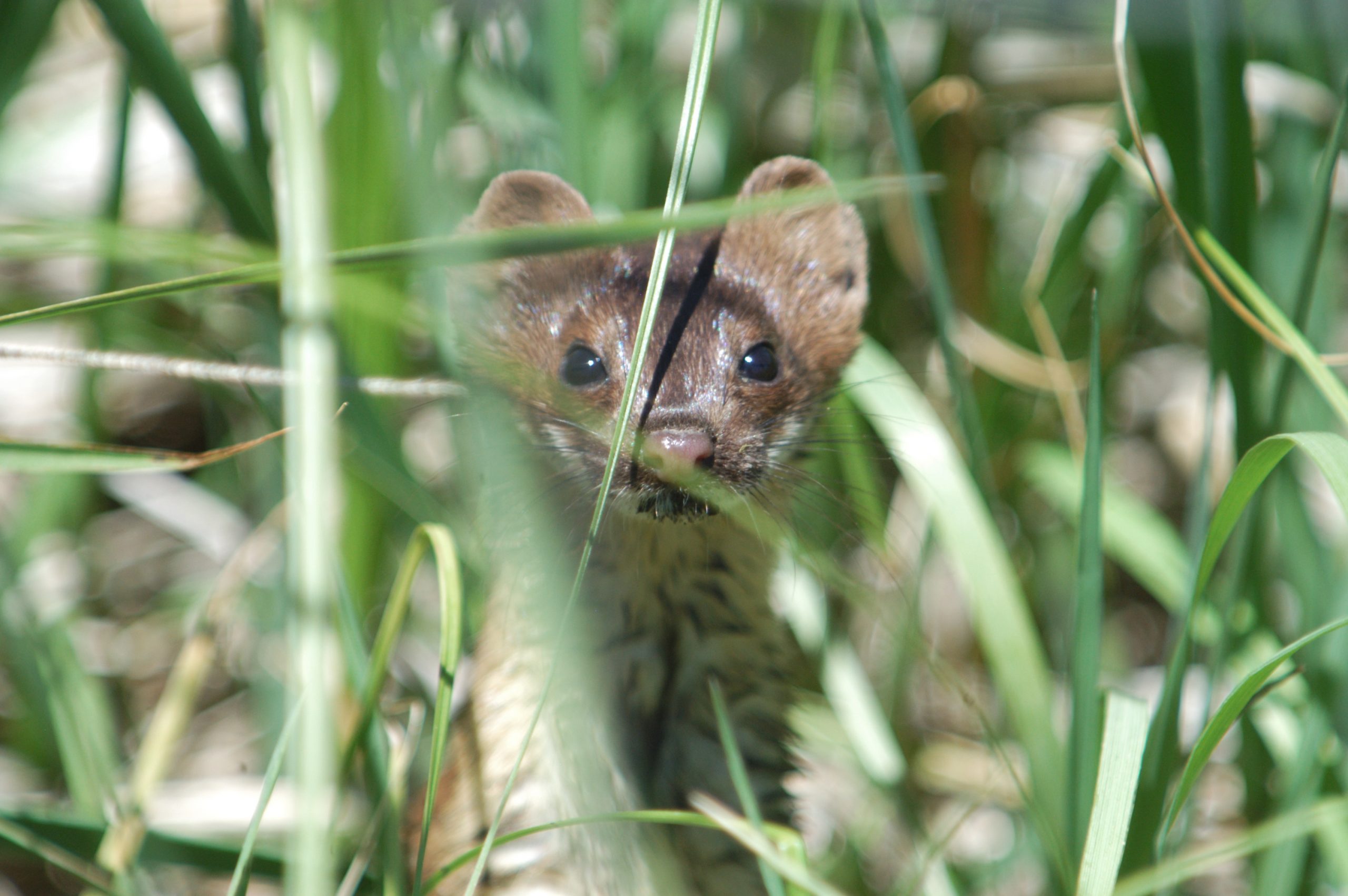 Weasel in vegetation, Tyler Allred