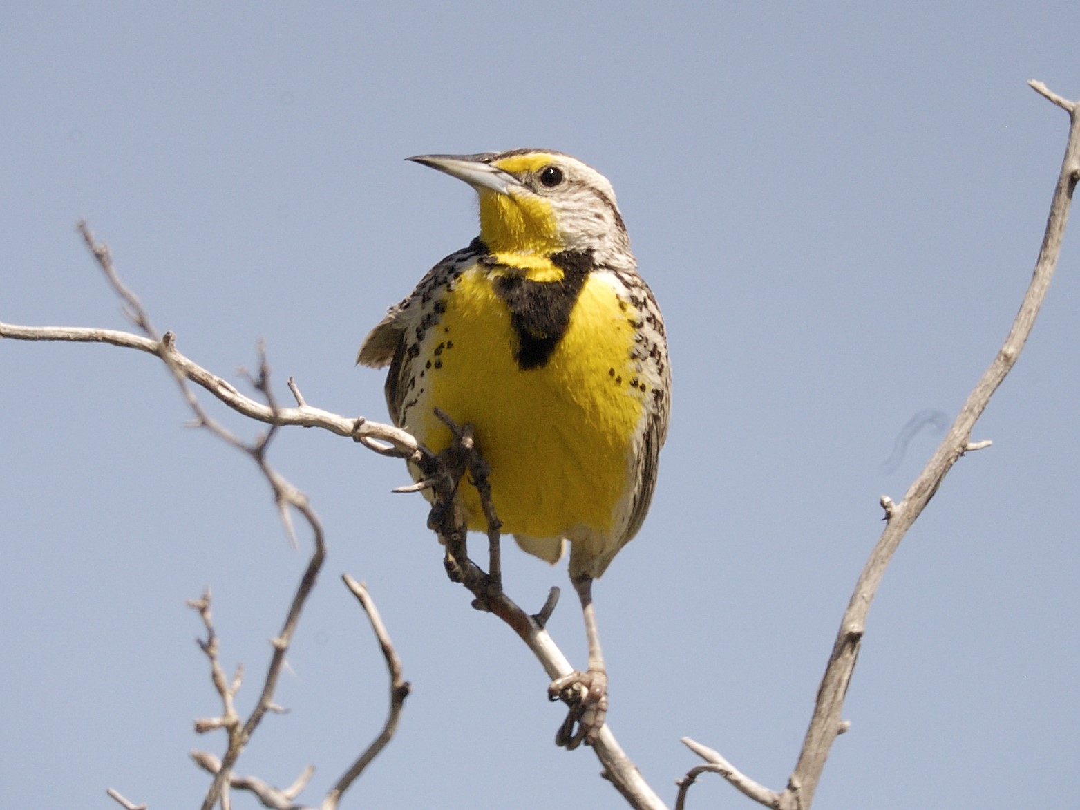 Western meadowlark, Tyler Allred