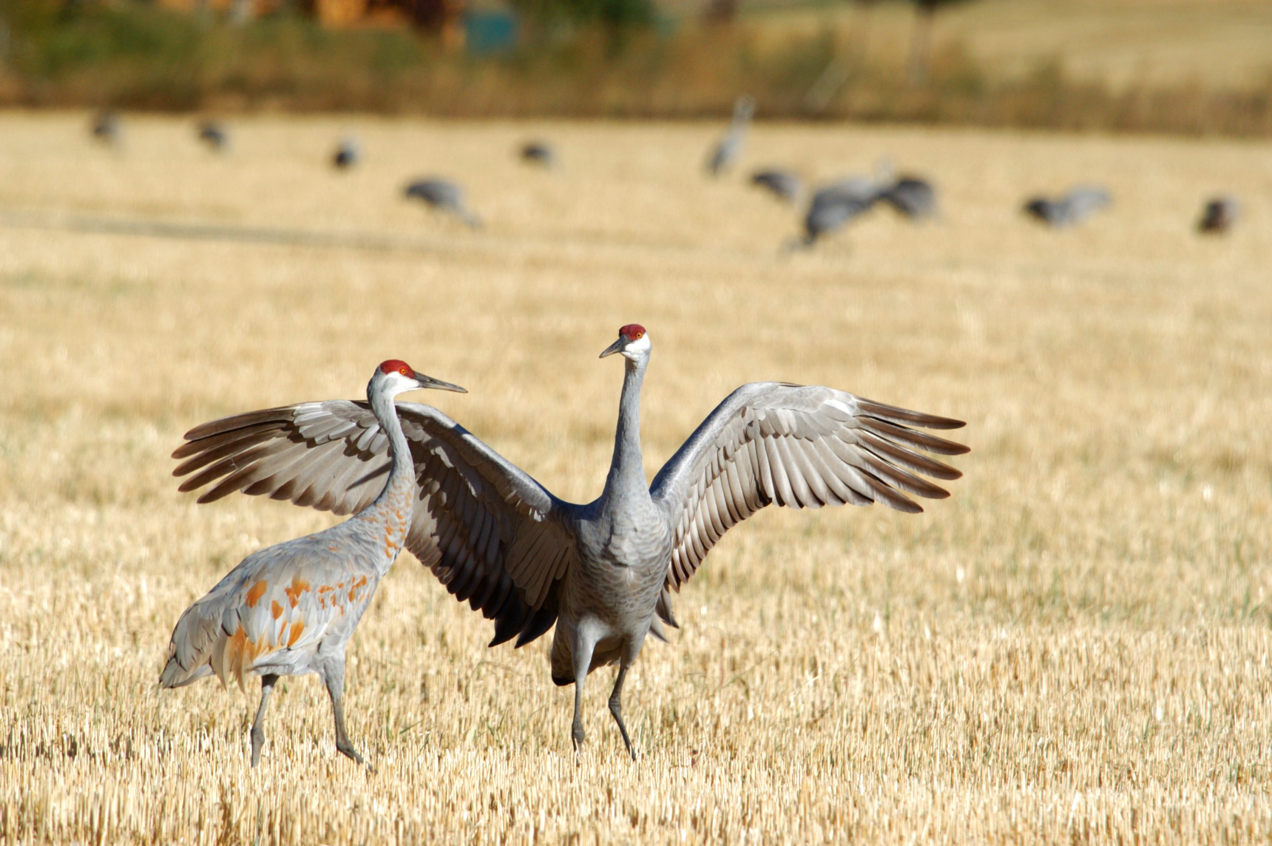 Sandhill cranes, Tyler Allred