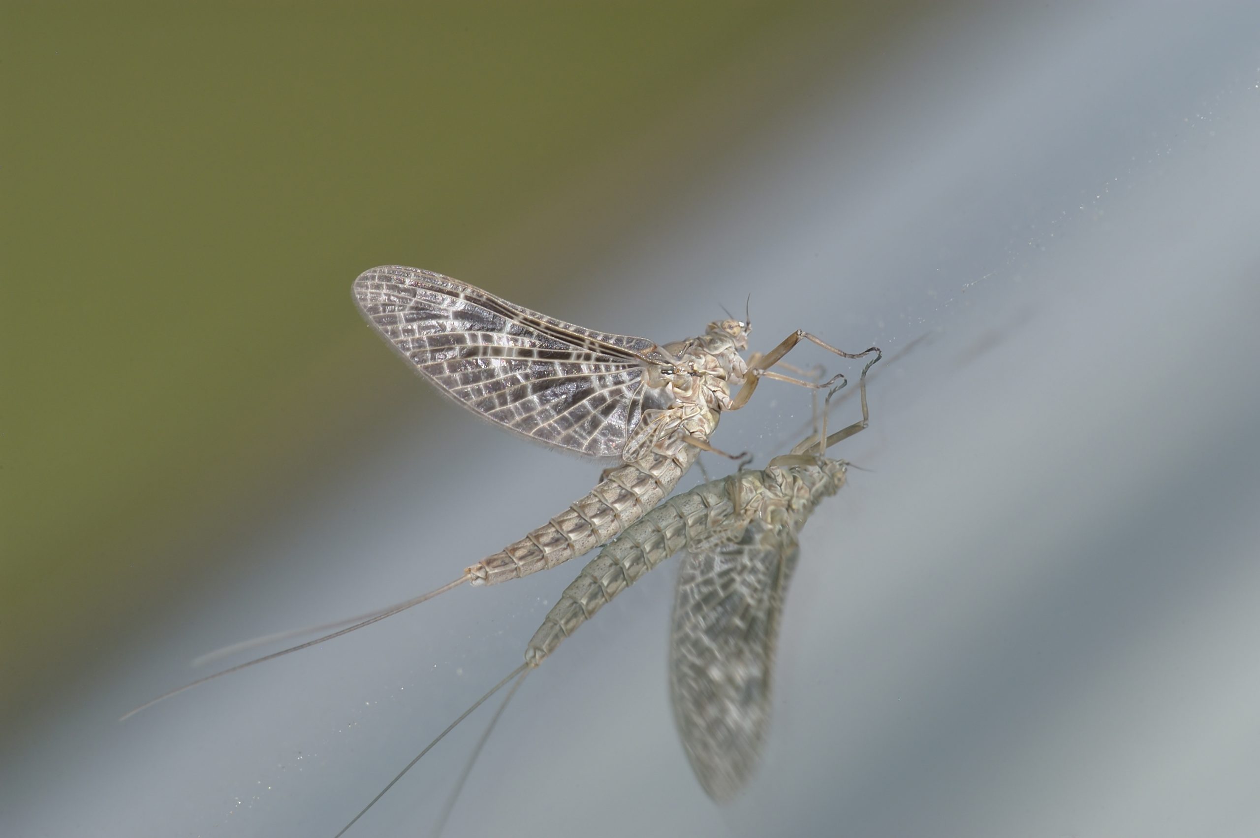 Caddisfly on water, Tyler Allred