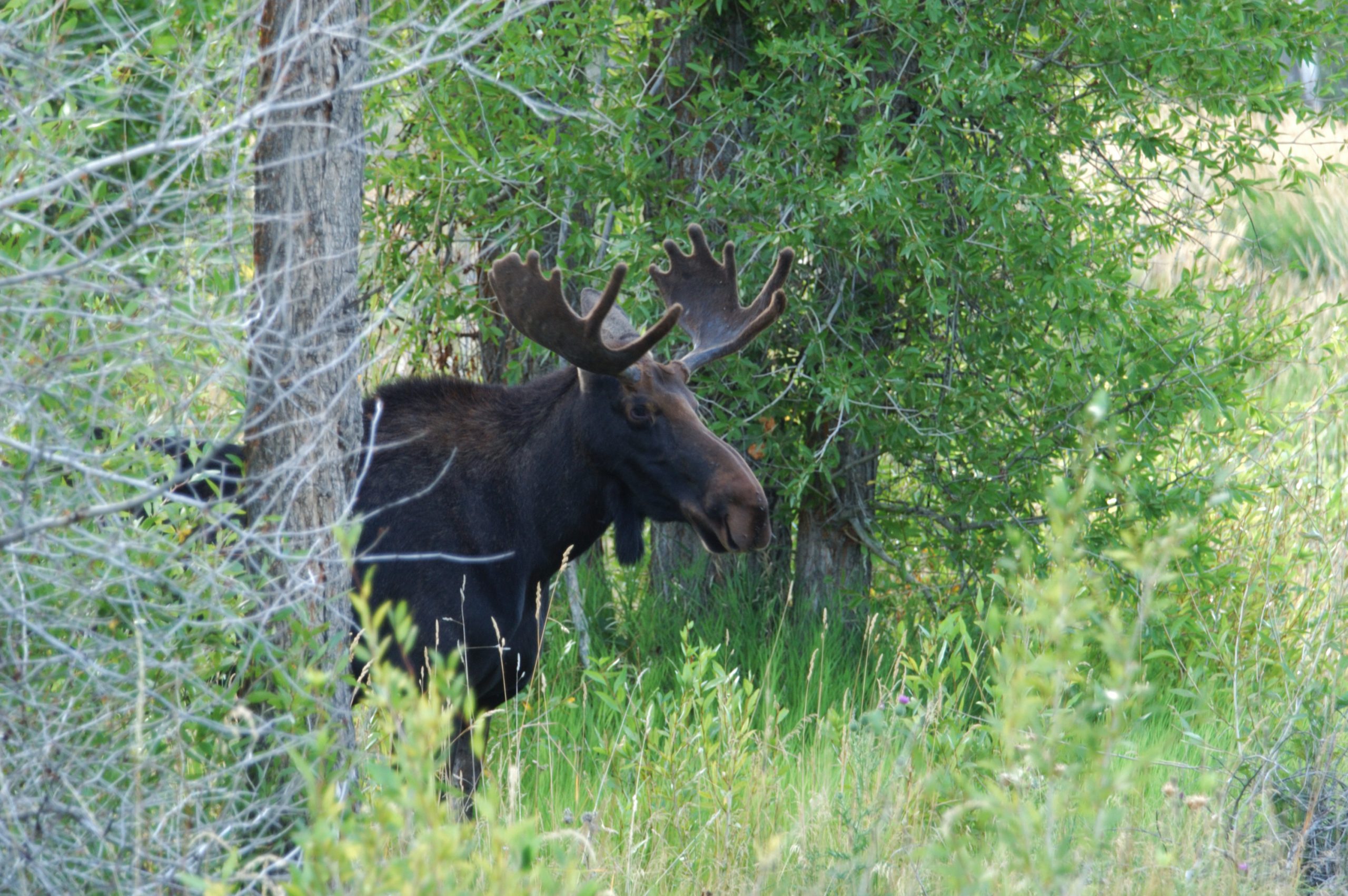 Moose amongst trees, Tyler Allred