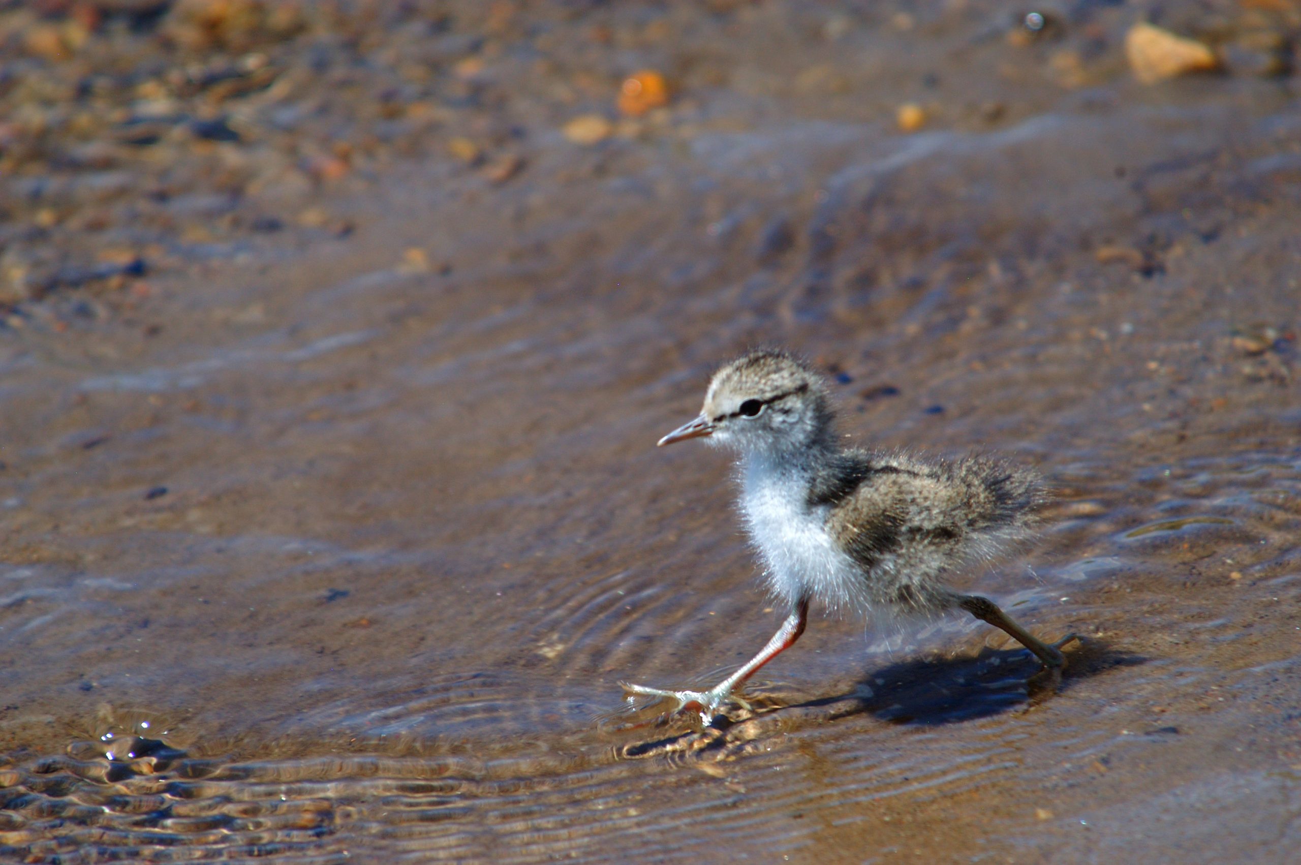 Young wading bird, Tyler Allred