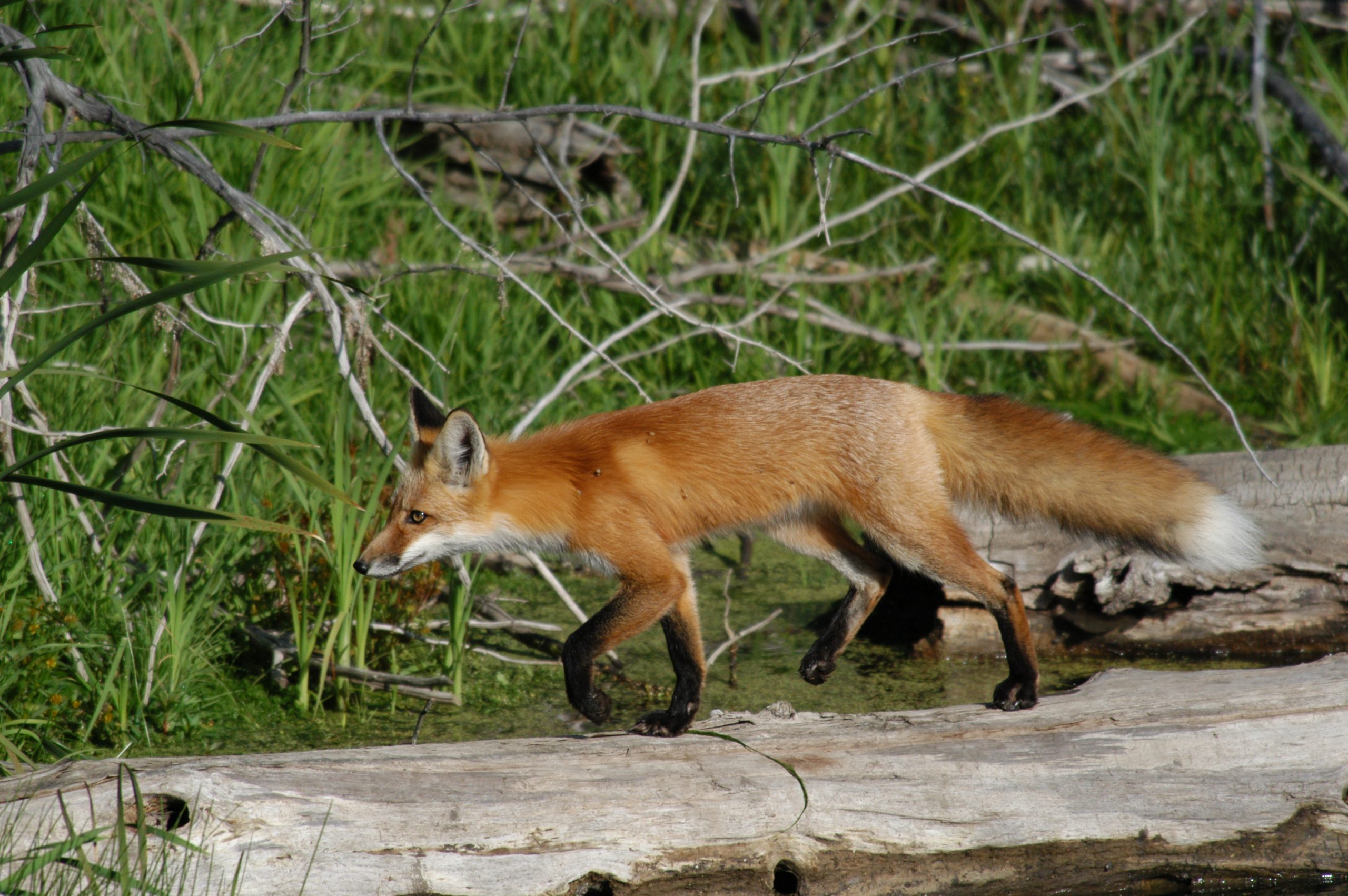 Red fox crossing fallen log, Tyler Allred