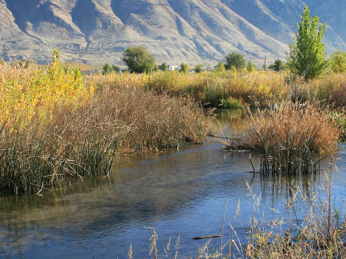 Hobble Creek habitat, tributary