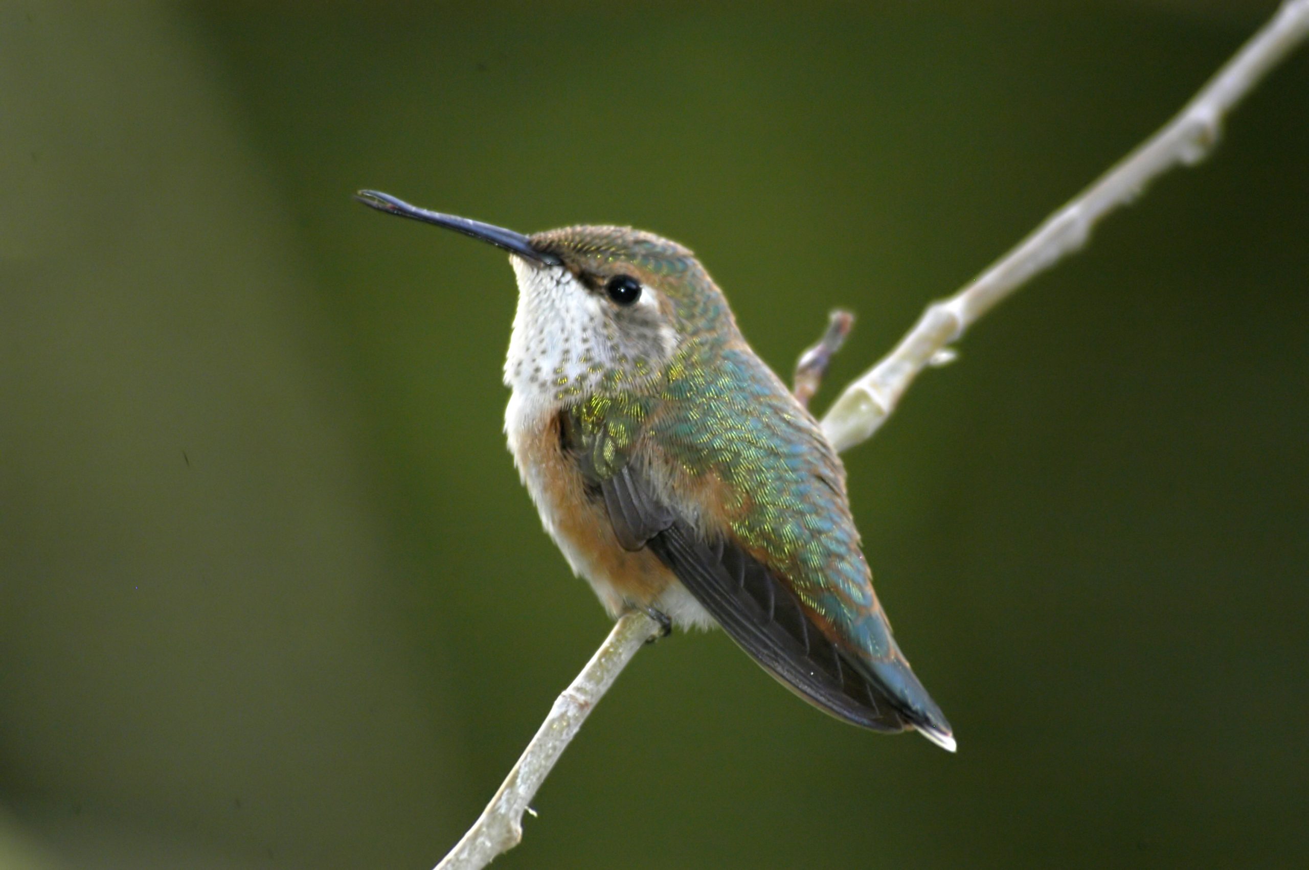 Hummingbird perched on branch, Tyler Allred