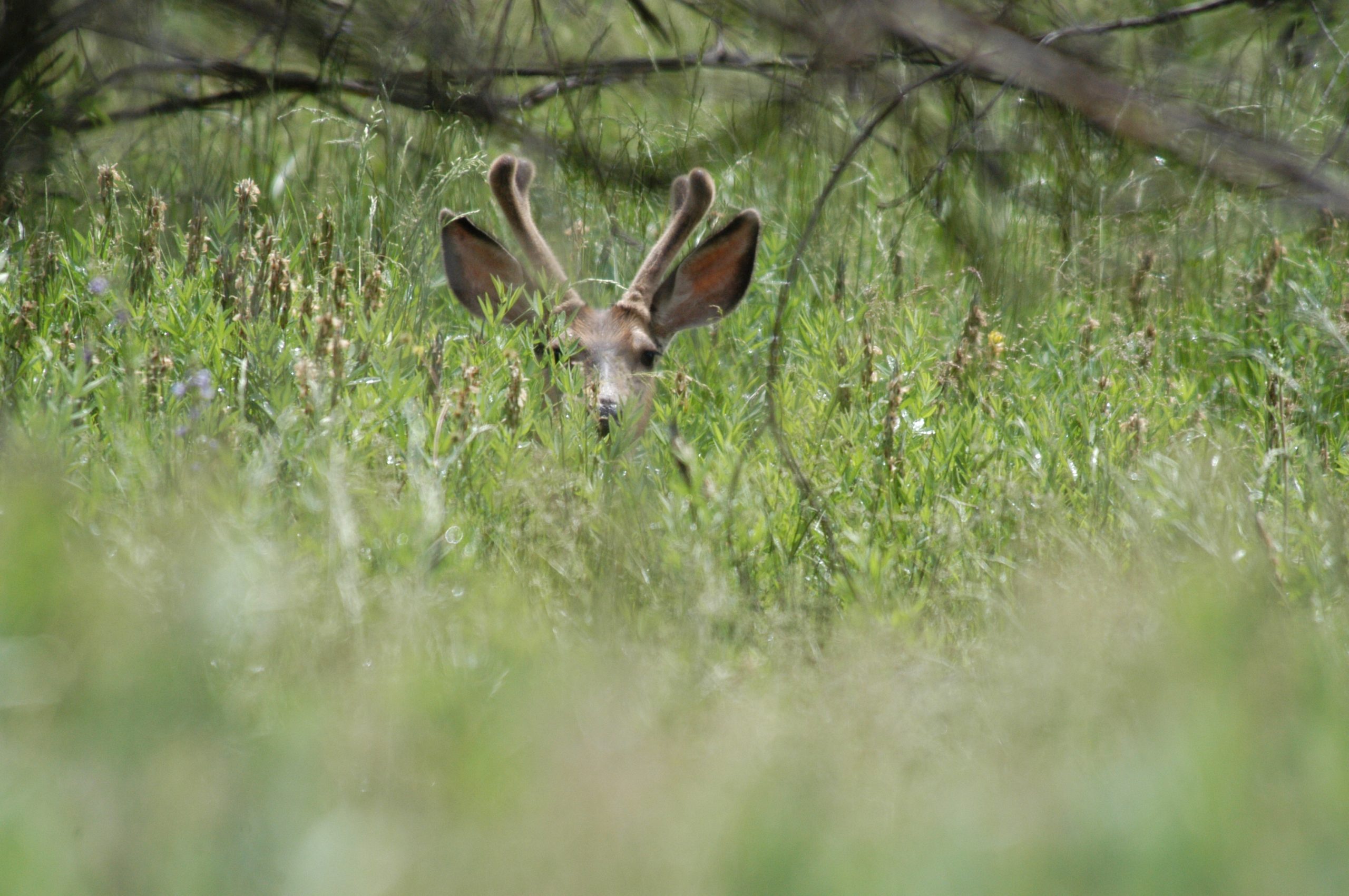 Mule deer in vegetation, Tyler Allred