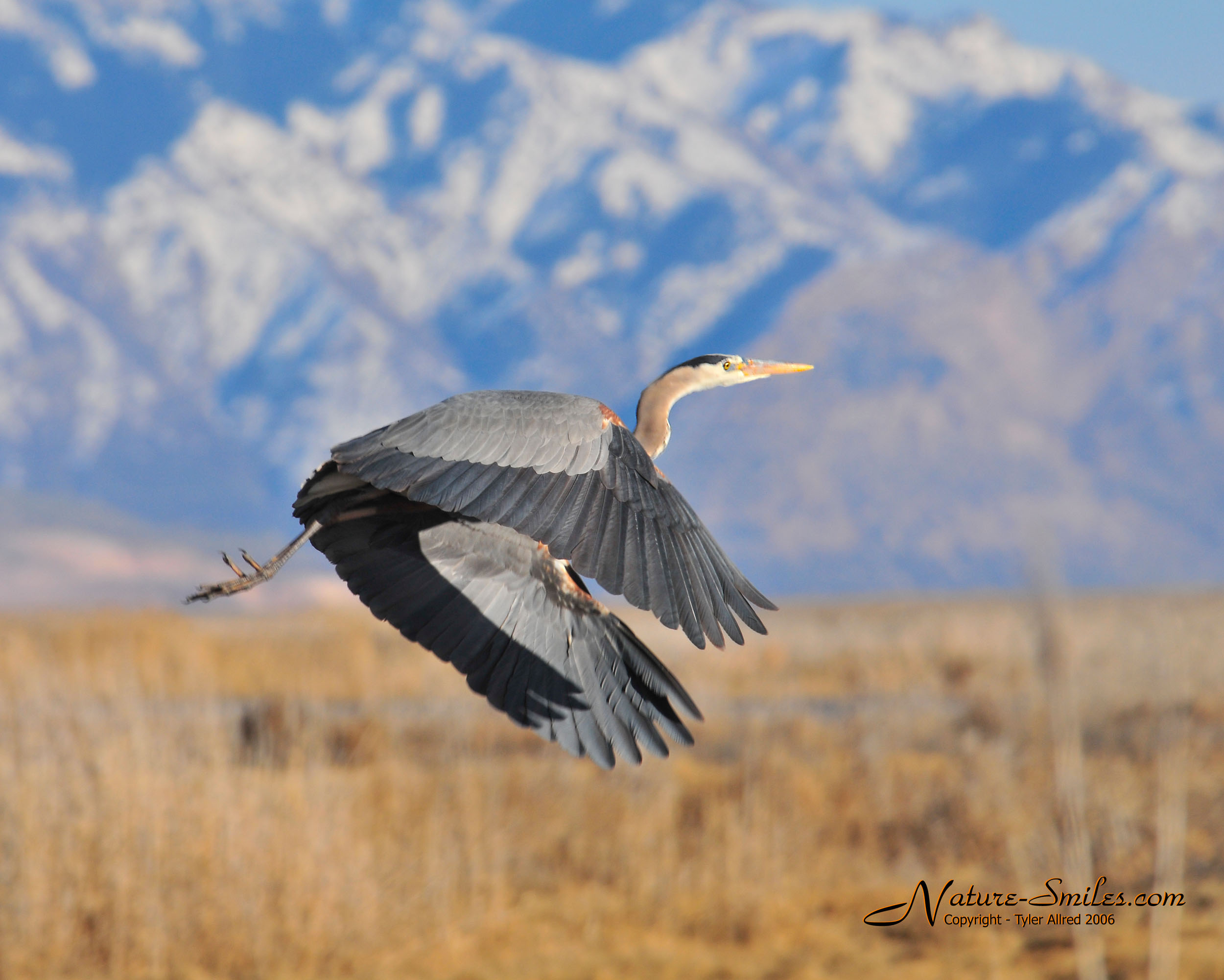 Heron in flight, Nature Smiles, Tyler Allred