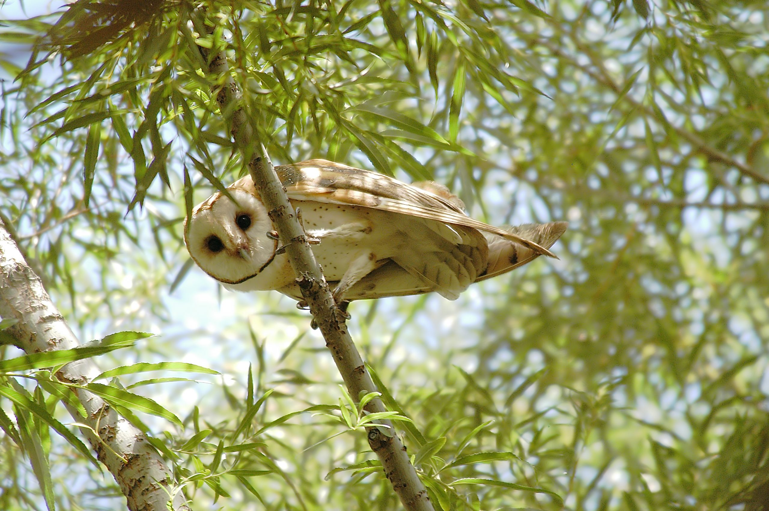 Barn owl in tree, Tyler Allred