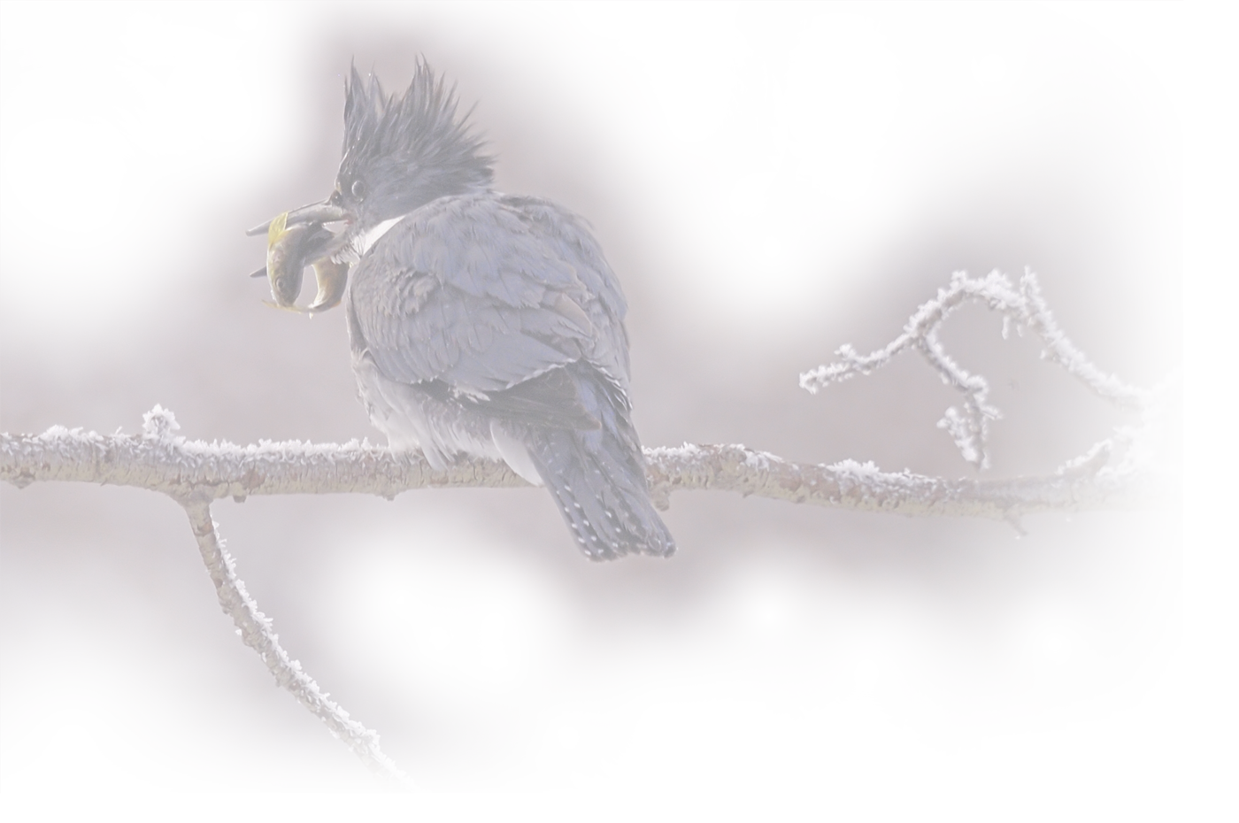 Kingfisher, transparent PNG